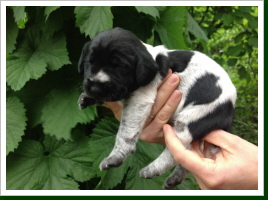 Gustav 10 Tage