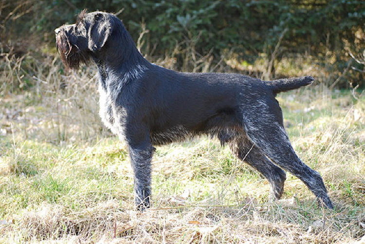 Max II vom Liether Moor Max II vom Liether Moor